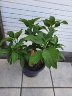 roze brugmansia, Tuin en Terras, Ophalen