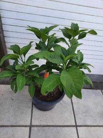 roze brugmansia, Tuin en Terras, Planten | Tuinplanten, Ophalen
