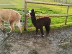 Alpaca merrie, Dieren en Toebehoren, Overige Dieren, Vrouwelijk