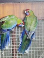 pennant rosella, Meerdere dieren, Parkiet, Geringd