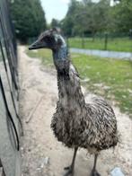Koppel emoes, Meerdere dieren, Overige soorten