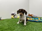 Portée de chiots Kaninchen Teckel