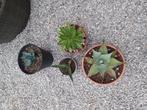 Agave, Ophalen