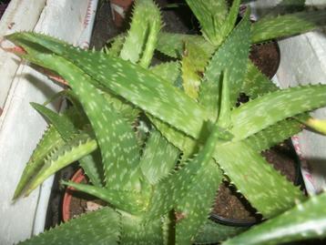Aloe Vera breedbladige en 2 andere beschikbaar voor biedingen