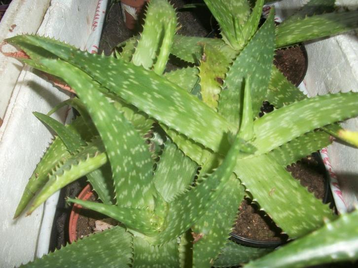 Aloe Vera breedbladige en 2 andere, Huis en Inrichting, Kamerplanten, Overige soorten, Minder dan 100 cm, Halfschaduw, Ophalen