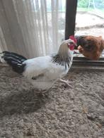 Sussex haan to koop, Dieren en Toebehoren, Mannelijk, Kip