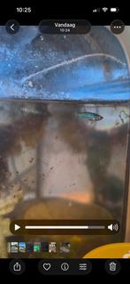 Te Koop: Prachtige Betta Plakat Nakweek (zeldzaam), Animaux & Accessoires, Poissons | Poissons d'aquarium, Poisson