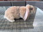 Franse hangoor ram, Mannelijk, Groot, Hangoor, 0 tot 2 jaar