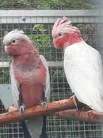 1-1 Rose kaketoe`s split-lutino x lutino., Dieren en Toebehoren, Vogels | Parkieten en Papegaaien, Meerdere dieren, Papegaai, Geringd