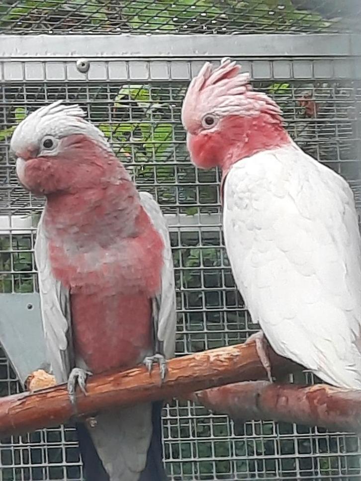1-1 Rose kaketoe`s split-lutino x lutino., Dieren en Toebehoren, Vogels | Parkieten en Papegaaien, Papegaai, Meerdere dieren, Geringd