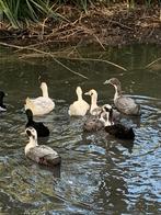 Huttegemse eenden 2025 - erfgoed, Meerdere dieren, Eend