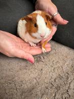 Cavia’s, Octobre, Domestique, Plusieurs animaux, Cobaye