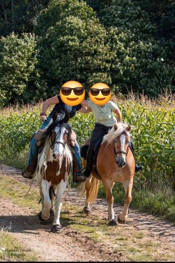 Recreatiepaardje gezocht beschikbaar voor biedingen