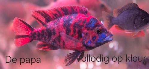 OB Marble Peacock Cichlide 4-5 cm groot, Dieren en Toebehoren, Vissen | Aquariumvissen, Zoetwatervis, Vis