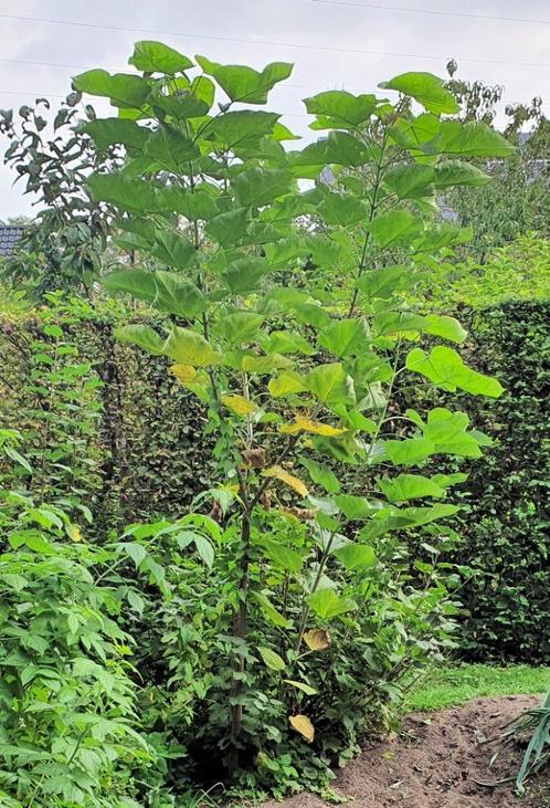 Catalpa bignonioides 'Aurea', Jardin & Terrasse, Plantes | Arbres, Enlèvement