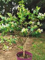 Kamperfoelie op stam, Tuin en Terras, Planten | Bomen, Ophalen, Zomer, In pot