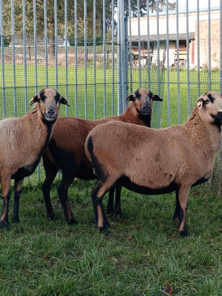 Barbados black belly ooien, Dieren en Toebehoren, Schapen, Geiten en Varkens