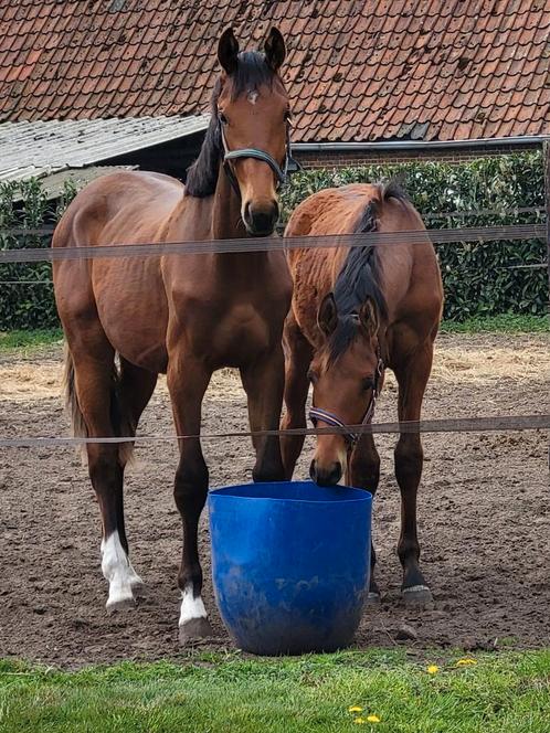 Kasanova & Don't touch jaarling hengsten, Dieren en Toebehoren, Paarden, Merrie, Ontwormd
