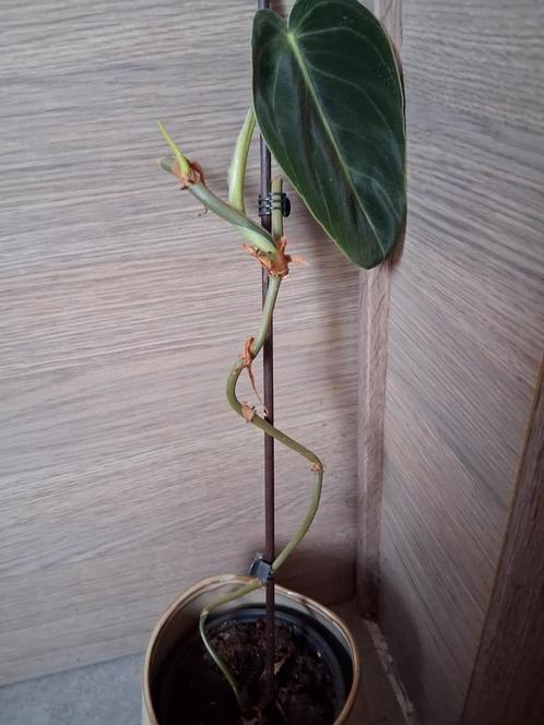 stek / meerdere wetsticks philodendron melanochrysum, Huis en Inrichting, Kamerplanten, Ophalen