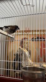 Mooi Japans Meeuwtje