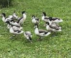 Bergeenden, Meerdere dieren, Eend