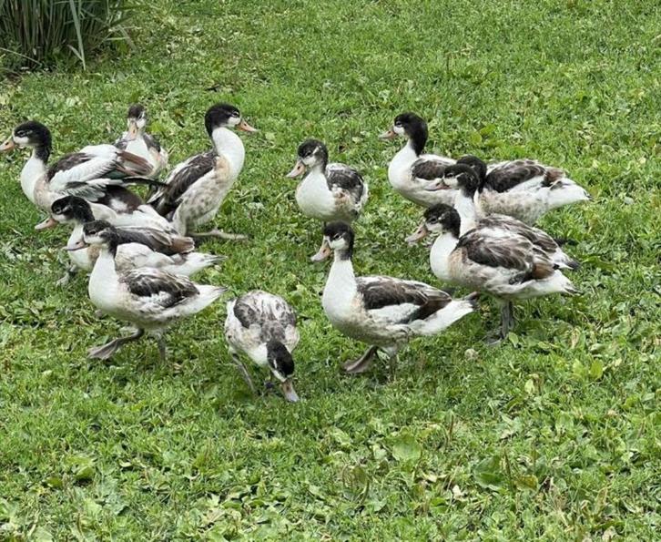 Bergeenden, Dieren en Toebehoren, Pluimvee, Eend, Meerdere dieren