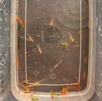 Rode aquarium garnalen (neocaridina), Kreeft, Krab of Garnaal, Zoetwatervis, Schoolvis