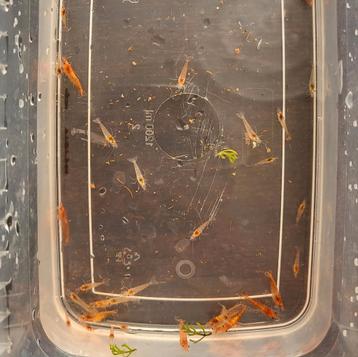 Rode aquarium garnalen (neocaridina) beschikbaar voor biedingen