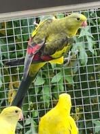 Bergparkiet pop gezoomd/pastel, Dieren en Toebehoren, Vrouwelijk, Parkiet, Geringd