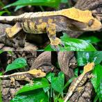 Gecko a crete wimpergecko crested gecko