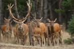 Gezocht: Damherten, Mouflons, Edelherten, Soay-schapen, Dieren en Toebehoren, Meerdere dieren