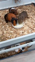 Jonge cavia's 4 weken oud. 2 beertjes en 1 zeugje., Cobaye