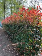 Photinia Red Robin, Jardin & Terrasse, Plantes | Arbustes & Haies, Enlèvement ou Envoi
