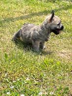 Cairn terrier pups, België, Overige rassen, CDV (hondenziekte), 8 tot 15 weken