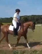 Brave easp ruin, Minder dan 160 cm, Met stamboom, Ruin, M