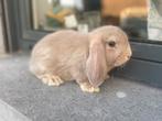 Minilop konijntje, Dieren en Toebehoren, Konijnen
