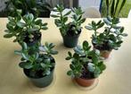 Crassula ovata - Jadeplant (kamerplant), Enlèvement, Plante succulente