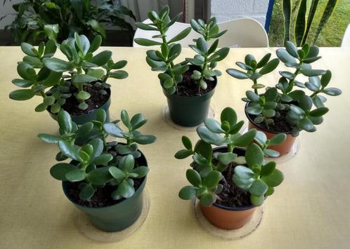 Crassula ovata - Jadeplant (kamerplant), Maison & Meubles, Plantes d'intérieur, Plante succulente, Enlèvement