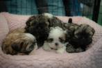 Shih-Tzu, Dieren en Toebehoren, Parvo, België, Overige rassen, 8 tot 15 weken