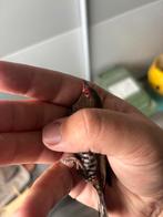 [GEZOCHT!!] 0-1 Emblema Picta, Dieren en Toebehoren, Vrouwelijk, Tropenvogel, Geringd