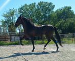 Joli cheval espagnol, Cheval de dressage, M, Moins de 160 cm, 3 à 6 ans