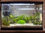 Guppy mix 50 cent / stuk, Vis, Zoetwatervis