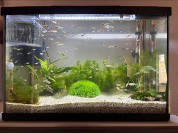 Guppy mix 50 cent / stuk beschikbaar voor biedingen