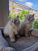Laatste Neva Masquerade katertje zoekt warme thuis, Kater, Gechipt, 0 tot 2 jaar
