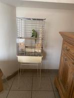 Papegaai met kooi, Perroquet