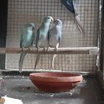 halsbanden parkieten, Dieren en Toebehoren, Vogels | Parkieten en Papegaaien, Meerdere dieren, Parkiet, Geringd