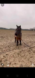 Pony, Dieren en Toebehoren, Merrie, B, Gechipt, A pony (tot 1.17m)