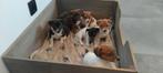 Super lieve actieve jack Russell pupjes, Dieren en Toebehoren, België, Fokker | Hobbymatig, Jack Russell Terriër, CDV (hondenziekte)