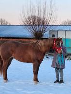 Am. Appaloosa merrie 2 jaar., Dieren en Toebehoren, M, Merrie