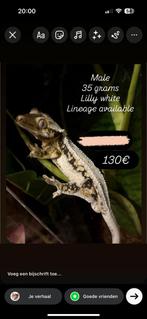 Sale! Lilly white wimpergekko met terrarium, Met terrarium